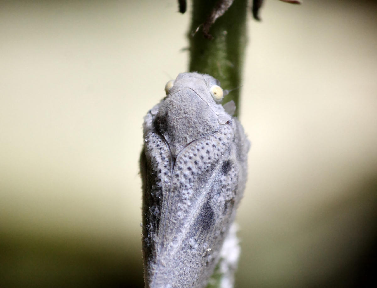  un lepidottero ?? No, Metcalfa pruinosa